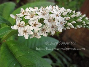 Gooseneck Loosestrife