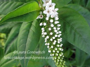 Gooseneck Loosestrife