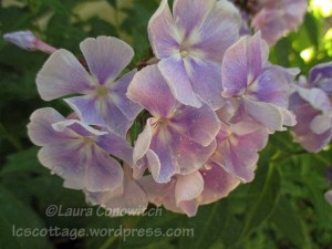 Phlox