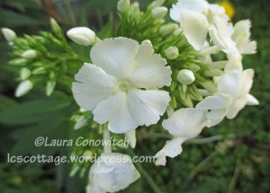 Phlox