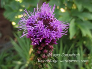 Liatris