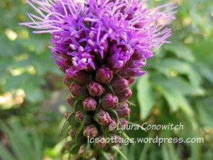 Liatris