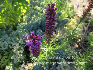 Liatris
