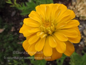 Zinnia