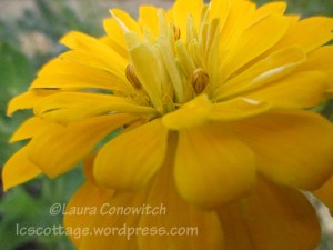 Zinnia