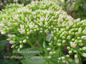 Autumn Joy Sedum