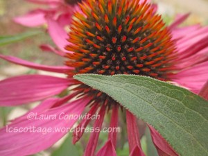Purple Coneflower