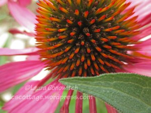 Purple Coneflower