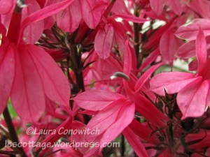 Lobelia