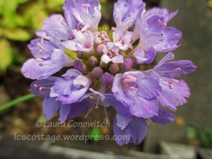 Scabiosa Pincushion