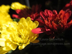 Chrysanthemum