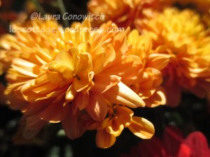 Chrysanthemum