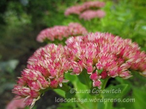 Sedum
