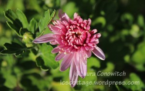 Chrysanthemum