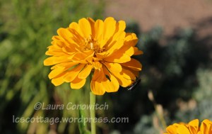 Zinnia