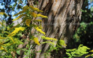 Goldenrod