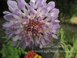 Scabiosa Pincushion