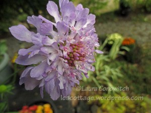 Scabiosa Pincushion