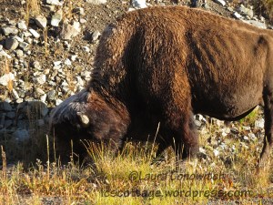 Yellowstone National Park Buffalo