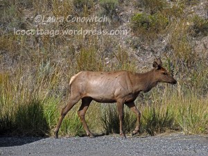 Yellowstone National Park Elk