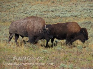 Yellowstone National Park Buffalo