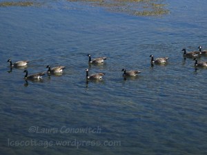 Yellowstone National Park Geese