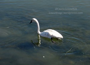Yellowstone National Park Swan
