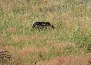 Yellowstone National Park Black Bear