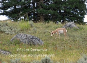 Yellowstone National Park Antelope