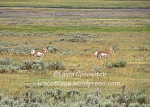 Yellowstone National Park Antelope