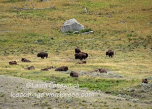 Yellowstone National Park Buffalo