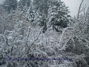 Snow January 12-2020