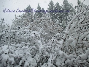 Snow January 12-2020