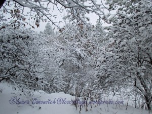 Snow January 12-2020