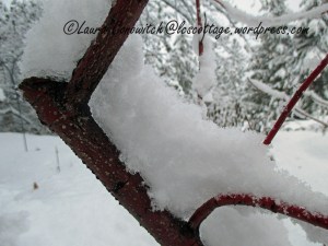 Snow January 12-2020