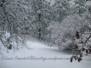 Snow January 12-2020