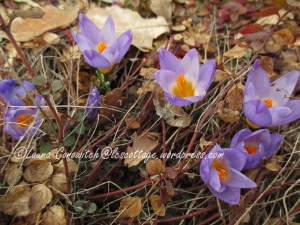 Crocus