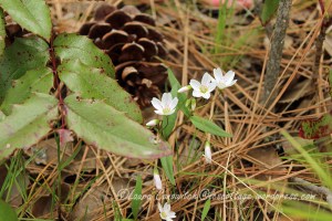 Saint Paul's Mission