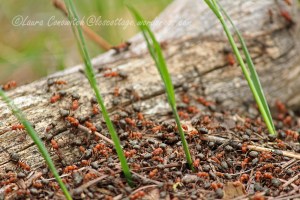 Saint Paul's Mission