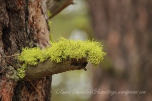 Saint Paul's Mission