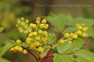 Saint Paul's Mission