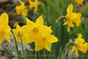 Daffodils