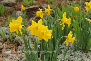 Daffodils
