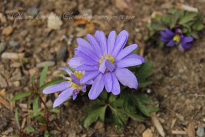 Anenome Grecian Windflower