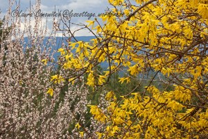 Forsythia