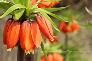 Crown Imperial