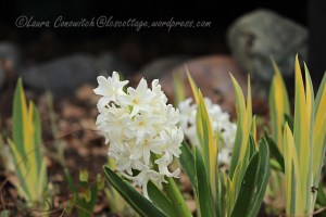 Hyacinth