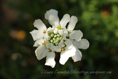 Candytuft