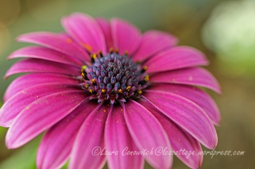 Osteospermum/African Daisy