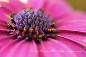 Osteospermum/African Daisy